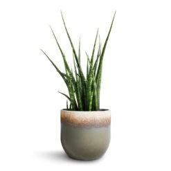 Sansevieria Fernwood Mikado - Snake Plant -Indoor Plants Store Sansevieria Fernwood Mikado Snake Plant 12x40cm Tarra Plant Pot Forest 15x13cm