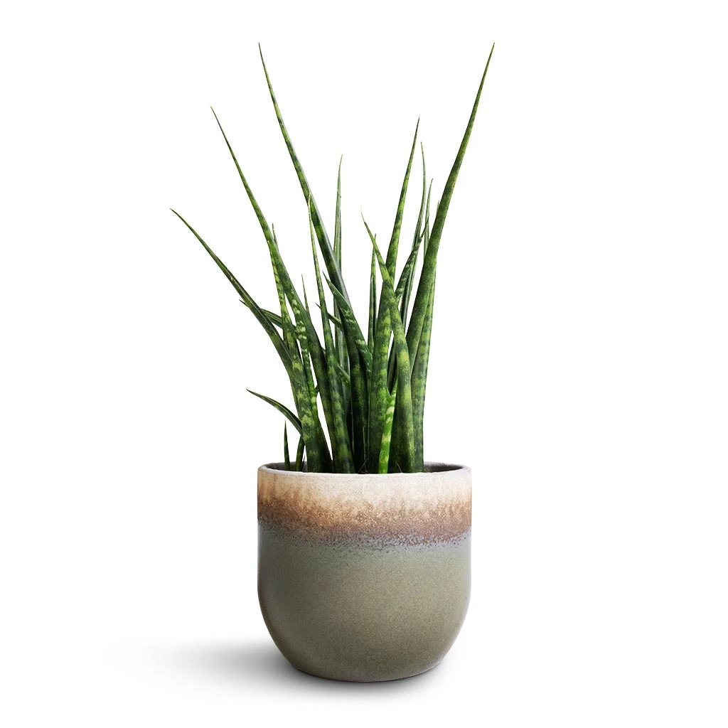 Tarra Plant Pot - Forest 5 Tarra Plant Pot - Forest - Image 3