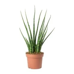 Sansevieria Fernwood Mikado - Snake Plant -Indoor Plants Store Sansevieria Fernwood Mikado Snake Plant