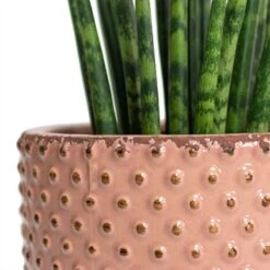 Sansevieria Fernwood Mikado - Snake Plant -Indoor Plants Store Sansevieria Fernwood Mikado Snake Plant Bolino Plant Pot Pale Rose Close Up 5c06459b ff1f 4714 aa38 091207914c4b