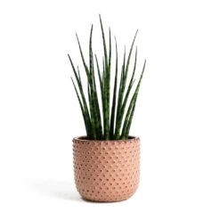 Sansevieria Fernwood Mikado - Snake Plant -Indoor Plants Store Sansevieria Fernwood Mikado Snake Plant Bolino Plant Pot Pale Rose 5b19f086 d7b8 4ca5 ad1c 1264cbd55637