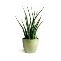 Sansevieria Fernwood Mikado - Snake Plant -Indoor Plants Store Sansevieria Fernwood Mikado Snake Plant Sven Plant Pot Mint final 7f04ef57 71cc 48af b69d a65acf90e70d