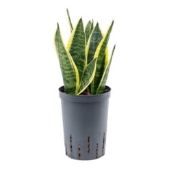 Sansevieria Futura Superba - HydroCare 9 Sansevieria Futura Superba - HydroCare -Indoor Plants Store Sansevieria Futura Superba Hydroculture2