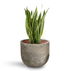 Sansevieria Laurentii - HydroCare -Indoor Plants Store Sansevieria Laurentii HydroCare Cement Stone Cody Plant Pot Granite Grey