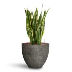 Sansevieria Laurentii - HydroCare -Indoor Plants Store Sansevieria Laurentii HydroCare Cement Stone Jesslyn Plant Pot Granite Grey