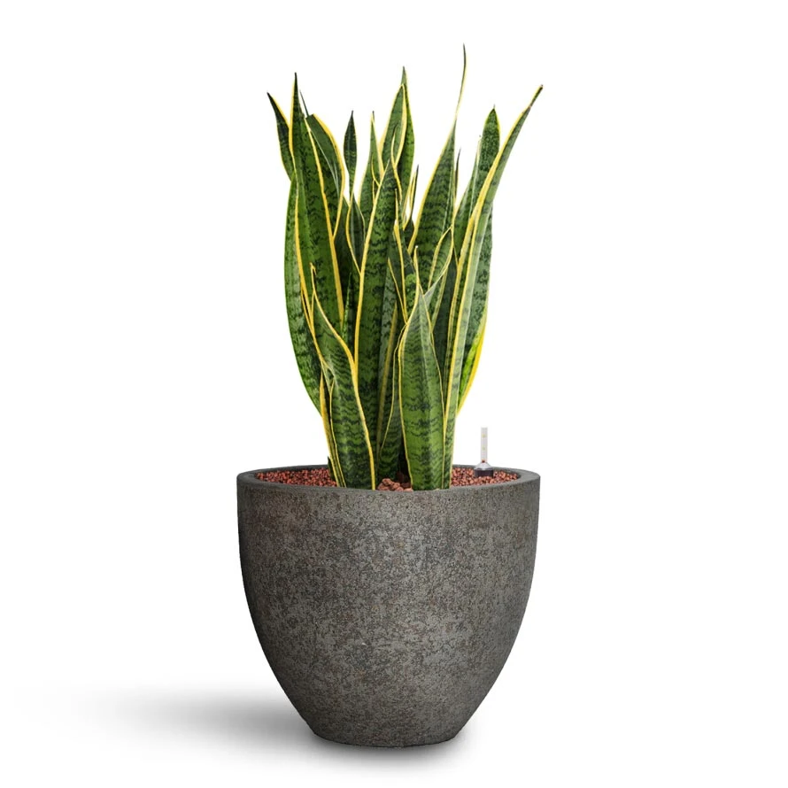 Jesslyn Cement & Stone Plant Pot - Granite Grey 6 Jesslyn Cement & Stone Plant Pot - Granite Grey - Image 4
