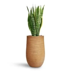 Sansevieria Laurentii - HydroCare -Indoor Plants Store Sansevieria Laurentii HydroCare Dune Partner Planter Almond