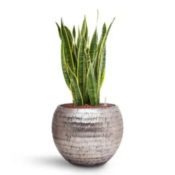 Sansevieria Laurentii - HydroCare -Indoor Plants Store Sansevieria Laurentii HydroCare Opus Hammered Globe Planter Silver