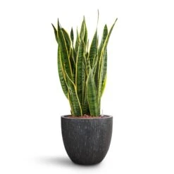 Raindrop Egg Planter - Anthracite 23 Raindrop Egg Planter - Anthracite -Indoor Plants Store Sansevieria Laurentii HydroCare Raindrop Couple Planter Anthracite