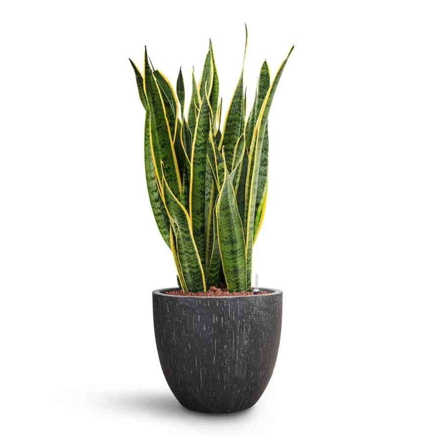 Raindrop Egg Planter - Anthracite 12 Raindrop Egg Planter - Anthracite - Image 10