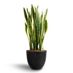 Sansevieria Laurentii - HydroCare -Indoor Plants Store Sansevieria Laurentii Hydroculture 28 19 x 80cm Bola Artstone Plant Pot Black 38 x 33cm