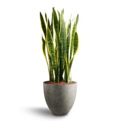Sansevieria Laurentii - HydroCare -Indoor Plants Store Sansevieria Laurentii Hydroculture 28 19 x 80cm Grigio Egg Pot Planter Natural Concrete 40 x 36cm