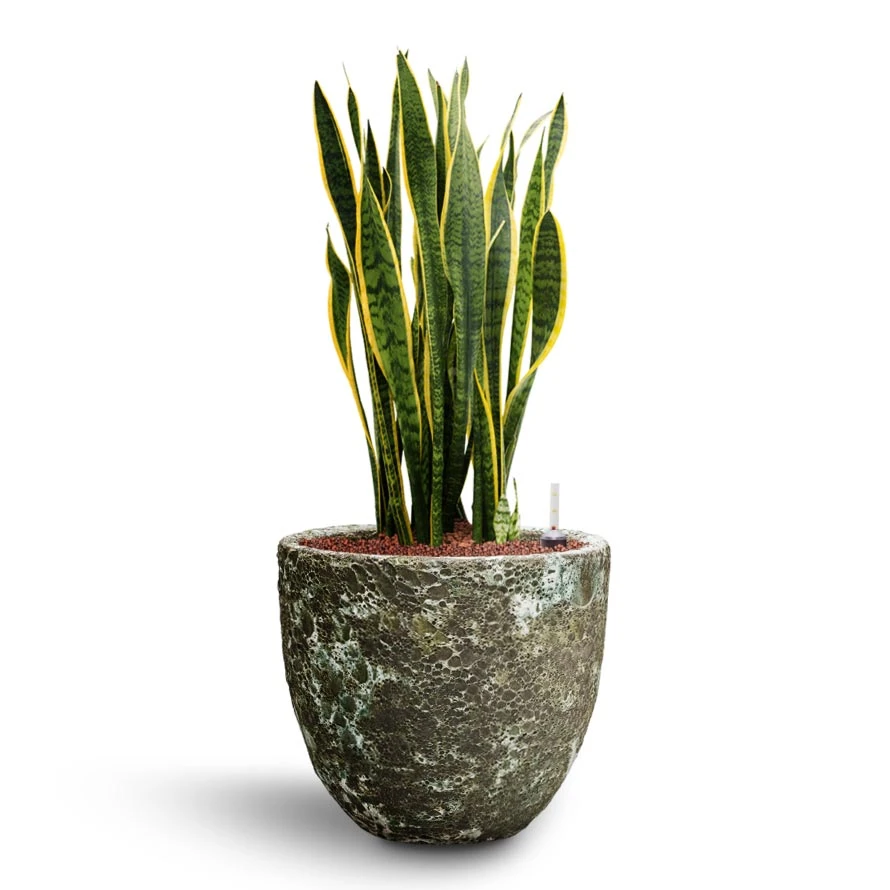 Lava Couple Relic Planter - Jade 5 Lava Couple Relic Planter - Jade - Image 3