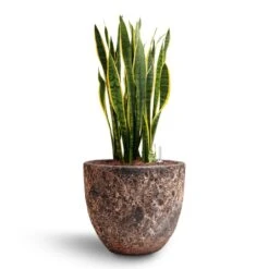 Sansevieria Laurentii - HydroCare -Indoor Plants Store Sansevieria Laurentii Hydroculture 28 19 x 80cm Lava Couple Relic Planter Pink 36 x 34cm