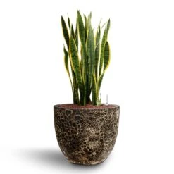 Sansevieria Laurentii - HydroCare -Indoor Plants Store Sansevieria Laurentii Hydroculture 28 19 x 80cm Lava Couple Relic Planter Rust 36 x 34cm