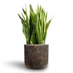 Sansevieria Laurentii - HydroCare -Indoor Plants Store Sansevieria Laurentii Hydroculture 28 19 x 80cm Luxe Lite Waterfall Cylinder Planter Bronze 40 x 38cm