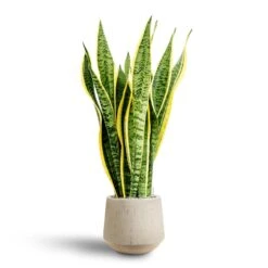 Raindrop Tube Round Planter - Stone -Indoor Plants Store Sansevieria Laurentii Hydroculture 28 19 x 80cm Raindrop Tube Round Planter Stone 30 x 26cm 65935127 bc41 411a 9160 96fcb67b305e