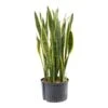 Sansevieria Laurentii - HydroCare 2 Sansevieria Laurentii - HydroCare -Indoor Plants Store Sansevieria Laurentii Hydroculture Indoor Plant Large