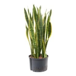 Sansevieria Laurentii - HydroCare