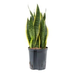 Sansevieria Laurentii - HydroCare -Indoor Plants Store Sansevieria Laurentii Hydroculture Indoor Plant Medium