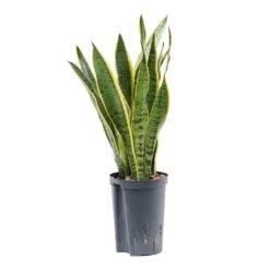 Sansevieria Laurentii - HydroCare -Indoor Plants Store Sansevieria Laurentii Hydroculture Indoor Plant Small