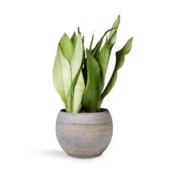 Sansevieria Trifasciata Moonshine - Snake Plant 29 Sansevieria Trifasciata Moonshine - Snake Plant -Indoor Plants Store Sansevieria Trifaciata Moonshine Snake 12x35cm Dex Plant Pot Earth 17x13cm