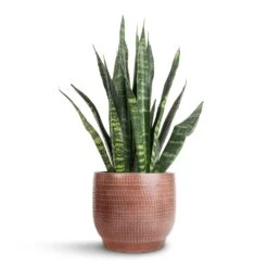 Sansevieria Trifasciata Black Coral - Snake Plant 26 Sansevieria Trifasciata Black Coral - Snake Plant -Indoor Plants Store Sansevieria Trifasciata Black Coral Snake Plant 14x50cm Lykke Plant Pot Chestnut Blush 18x16cm