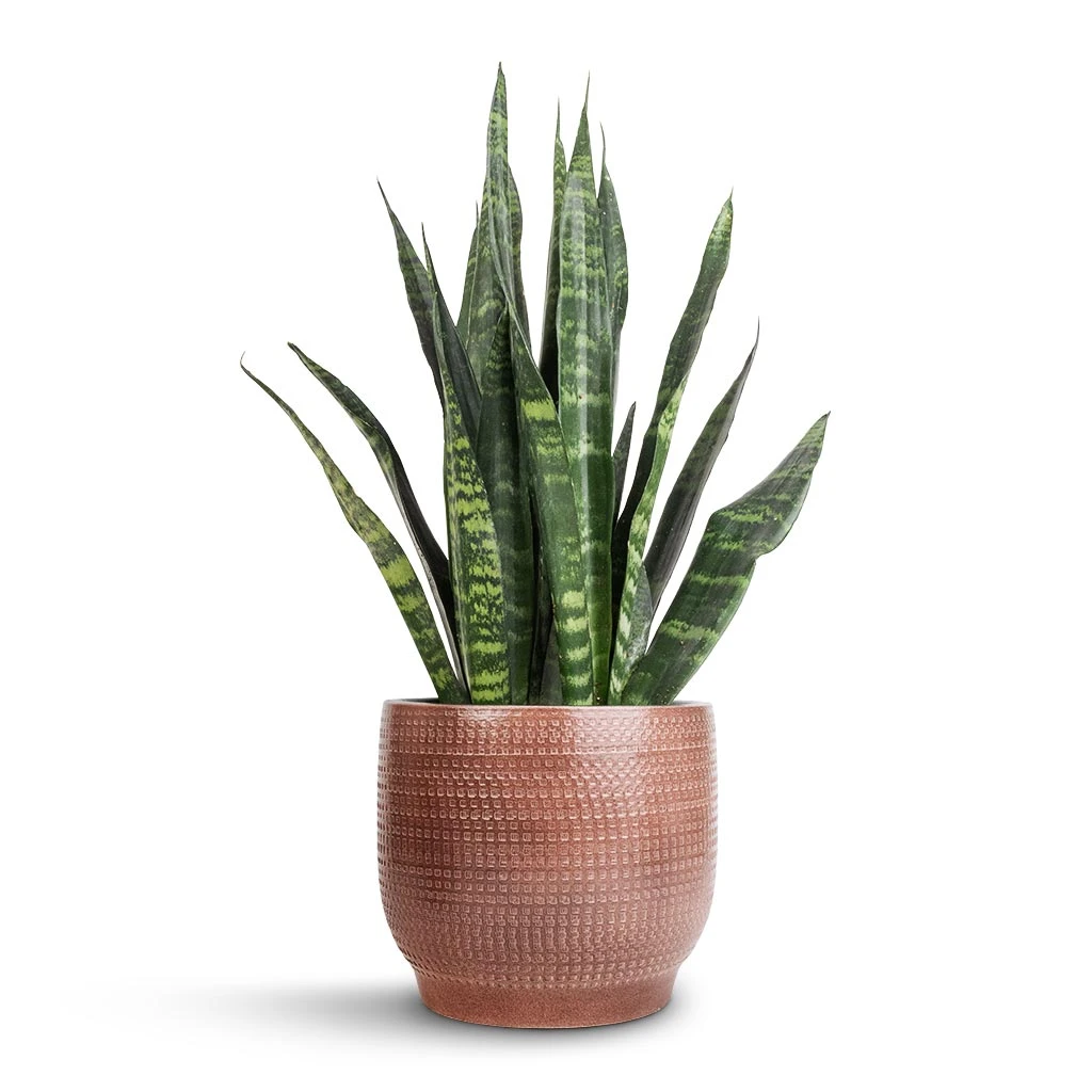 Sansevieria Trifasciata Black Coral - Snake Plant 10 Sansevieria Trifasciata Black Coral - Snake Plant - Image 8
