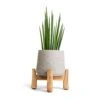 Sansevieria Bacularis Mikado - Snake Plant 1 Sansevieria Bacularis Mikado - Snake Plant -Indoor Plants Store Sansevieria bacularis Mikado Snake Plant 12x40cm Patt Plant Pot Low Stand Grey Washed 20x21cm 2