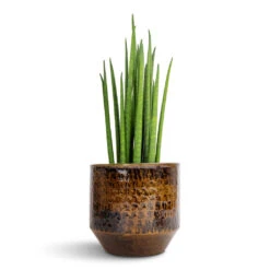 Sansevieria Bacularis Mikado - Snake Plant -Indoor Plants Store Sansevieria bacularis Mikado Snake Plant 12x40cm Sanna Plant Pot Savanna 15x13cm