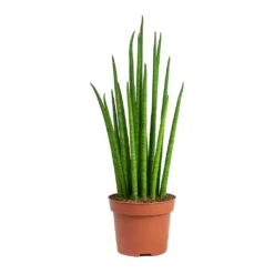 Sansevieria Bacularis Mikado - Snake Plant -Indoor Plants Store Sansevieria bacularis Mikado Snake Plant