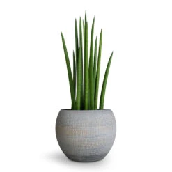 Dex Plant Pot - Earth 18 Dex Plant Pot - Earth -Indoor Plants Store Sansevieria cylindrica Spikes Cylindrical Snake Plant 12x40cm Dex Plant Pot Earth 17x13cm 96c42732 1848 4327 b9b1 68f41f01bb19
