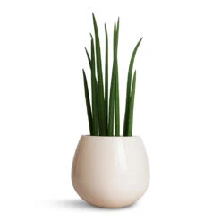 Sansevieria Cylindrica Spikes - Cylindrical Snake Plant 22 Sansevieria Cylindrica Spikes - Cylindrical Snake Plant -Indoor Plants Store Sansevieria cylindrica Spikes Cylindrical Snake Plant 15x50cm Nova Plant Pot Cream 23x18cm 2ea4e4d4 17da 4de6 b591 e3c6d060e427