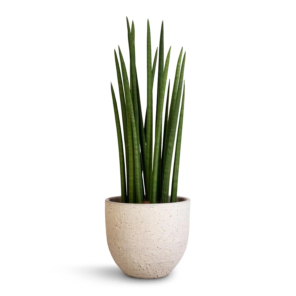 Sansevieria Cylindrica Spikes - Cylindrical Snake Plant 5 Sansevieria Cylindrica Spikes - Cylindrical Snake Plant - Image 3