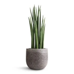 Sansevieria Cylindrica Spikes - Cylindrical Snake Plant 19 Sansevieria Cylindrica Spikes - Cylindrical Snake Plant -Indoor Plants Store Sansevieria cylindrica Spikes Cylindrical Snake Plant 19x70cm Cody Cement Stone Plant Pot Granite Grey 25x24cm