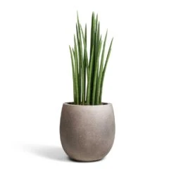 Sansevieria Cylindrica Spikes - Cylindrical Snake Plant 20 Sansevieria Cylindrica Spikes - Cylindrical Snake Plant -Indoor Plants Store Sansevieria cylindrica Spikes Cylindrical Snake Plant 19x70cm Grigio Balloon Plant Pot Natural Concrete 30x30cm 2c36abbd f4b9 4fe3 8831 1b19b151a043