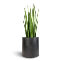 Puk Natural Planter - Matt Black 11 Puk Natural Planter - Matt Black -Indoor Plants Store Sansevieria cylindrica Spikes Cylindrical Snake Plant 19x70cm Puk Natural Planter Matt Black 25x25cm