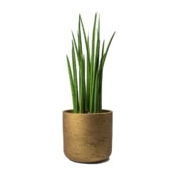 Sansevieria Cylindrica Spikes - Cylindrical Snake Plant 24 Sansevieria Cylindrica Spikes - Cylindrical Snake Plant -Indoor Plants Store Sansevieria cylindrica Spikes Cylindrical Snake Plant Charlie Metallic Copper Plant Pot