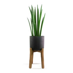 Charlie Plant Pot - Tall Stand - Black Washed -Indoor Plants Store Sansevieria cylindrica Spikes Cylindrical Snake Plant Charlie Plant Pot Tall Stand Black Washed