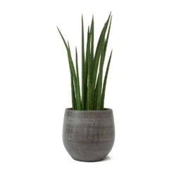 Esra Plant Pot - Mystic Grey 26 Esra Plant Pot - Mystic Grey -Indoor Plants Store Sansevieria cylindrica Spikes Cylindrical Snake Plant Esra Plant Pot Mystic Grey b3a997ac 50a5 4f4b 8a73 6d335617d86a