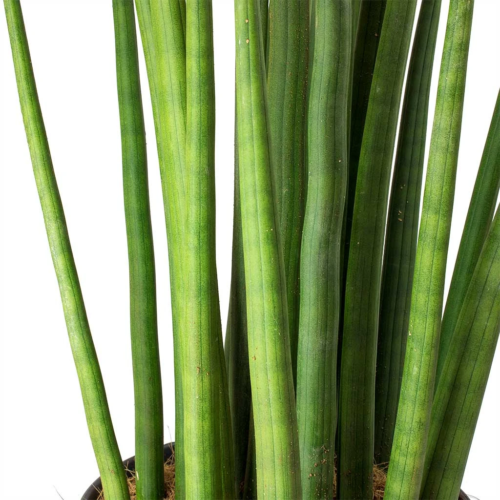 Sansevieria Cylindrica Spikes - HydroCare 5 Sansevieria Cylindrica Spikes - HydroCare - Image 3