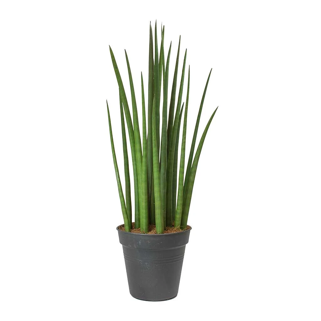 Sansevieria Cylindrica Spikes - Cylindrical Snake Plant 7 Sansevieria Cylindrica Spikes - Cylindrical Snake Plant - Image 5