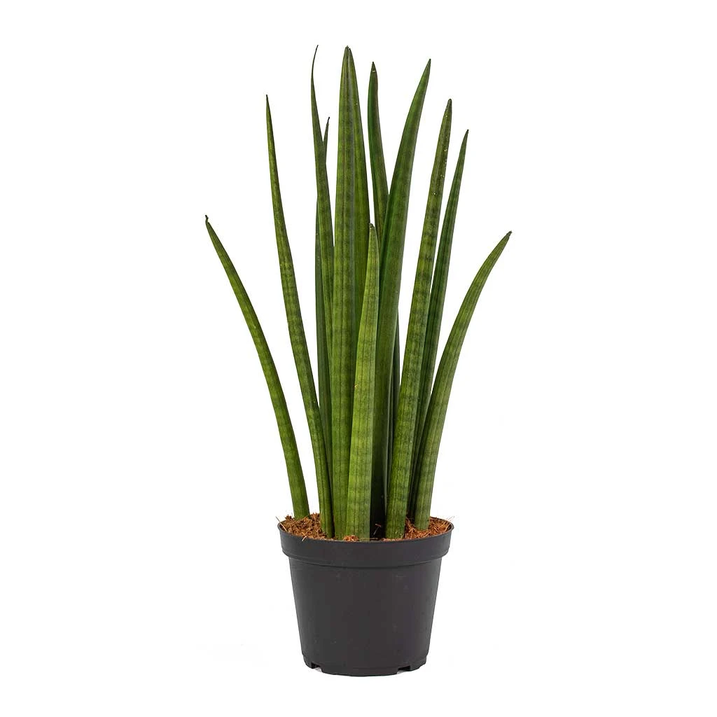 Sansevieria Cylindrica Spikes - Cylindrical Snake Plant 10 Sansevieria Cylindrica Spikes - Cylindrical Snake Plant - Image 8