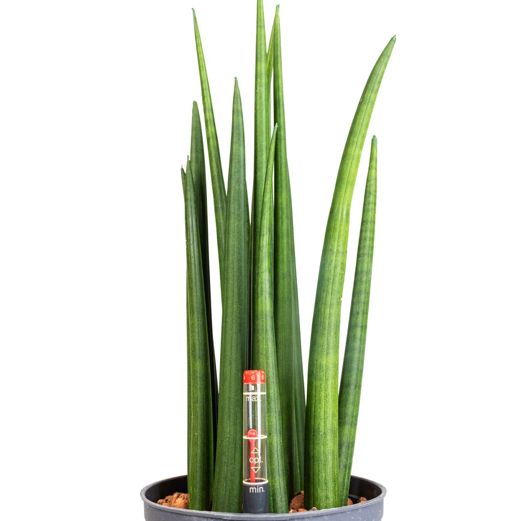 Sansevieria Cylindrica Spikes - HydroCare 4 Sansevieria Cylindrica Spikes - HydroCare - Image 2