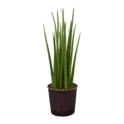Sansevieria Cylindrica Spikes - HydroCare 16 Sansevieria Cylindrica Spikes - HydroCare -Indoor Plants Store Sansevieria cylindrica Spikes Hydroculture 13 12x30cm