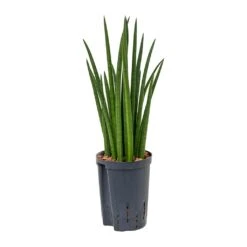 Sansevieria Cylindrica Spikes - HydroCare 14 Sansevieria Cylindrica Spikes - HydroCare -Indoor Plants Store Sansevieria cylindrica Spikes Hydroculture 15 19x50cm