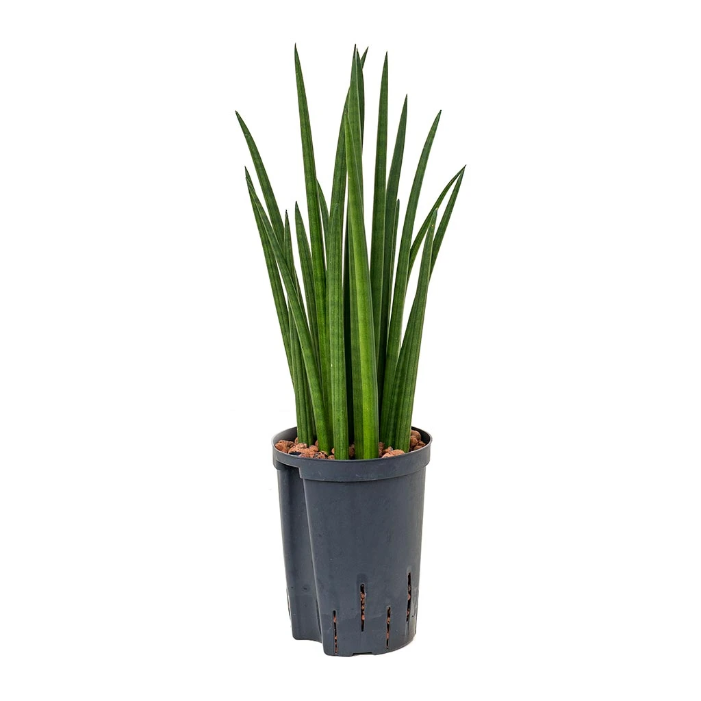 Sansevieria Cylindrica Spikes - HydroCare 7 Sansevieria Cylindrica Spikes - HydroCare - Image 5