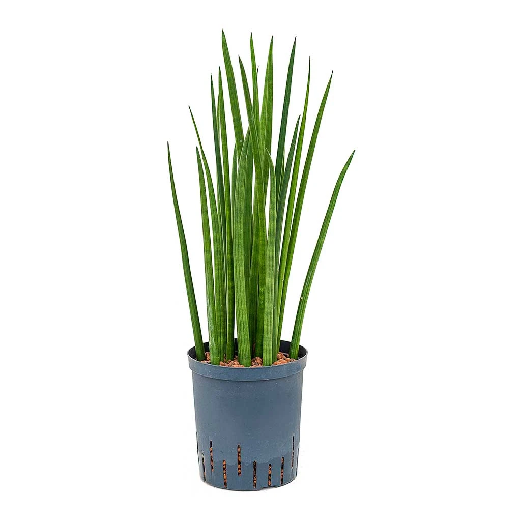 Sansevieria Cylindrica Spikes - HydroCare 3 Sansevieria Cylindrica Spikes - HydroCare