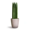 Sansevieria Cylindrica Straight - Cylindrical Snake Plant 2 Sansevieria Cylindrica Straight - Cylindrical Snake Plant -Indoor Plants Store Sansevieria cylindrica Straight Cylindrical Snake Plant 12x40cm Gerben Plant Pot Grey Washed 15x16cm 8c4568b0 1068 42a3 8e76 cff9291d01c7