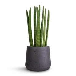 Sansevieria Cylindrica Straight - Cylindrical Snake Plant -Indoor Plants Store Sansevieria cylindrica Straight Cylindrical Snake Plant 12x40cm Patt Plant Pot Black Washed 17x14cm
